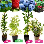 Set van 4 Fruitplanten – 1 Blauwebes, 1 Vossenbes, 1 Honingbes, 1 Aardbei-framboos – Hoogte 15/30cm – 9cm pot – Mix A