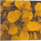 Vlag - Planten - Bladeren - Geel - 50x50 cm Foto op Polyester Vlag