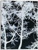 Dibond - Takken - Boom - Bladeren - Natuur - Zwart - Wit - 60x80 cm Foto op Aluminium (Met Ophangsysteem)