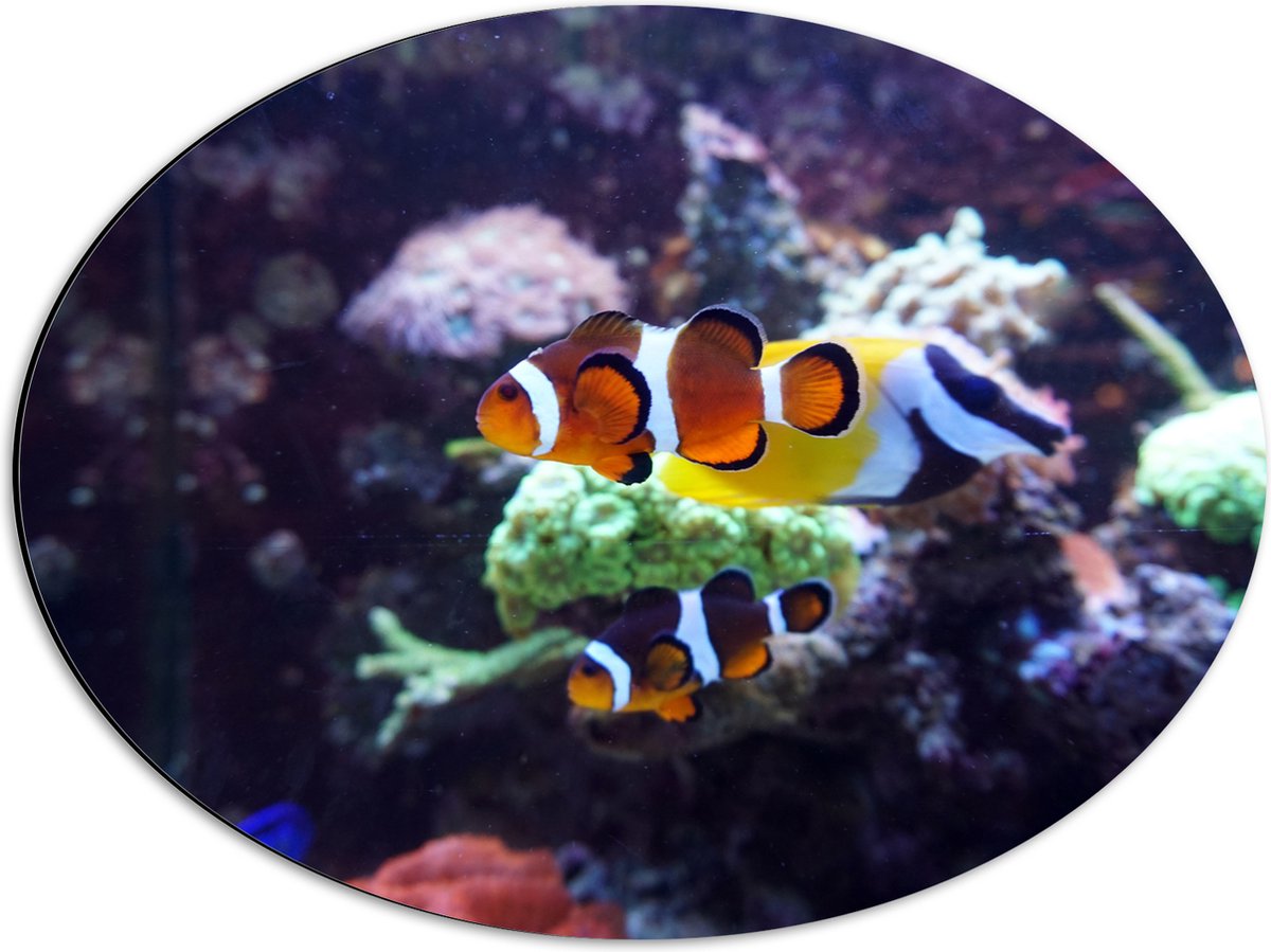 Dibond Ovaal - Twee Anemoon Vissen Zwemmend door Aquarium - 56x42 cm Foto op Ovaal (Met Ophangsysteem)