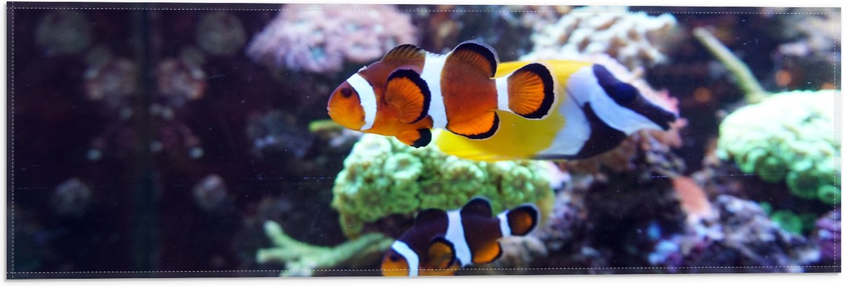 Vlag - Twee Anemoon Vissen Zwemmend door Aquarium - 60x20 cm Foto op Polyester Vlag