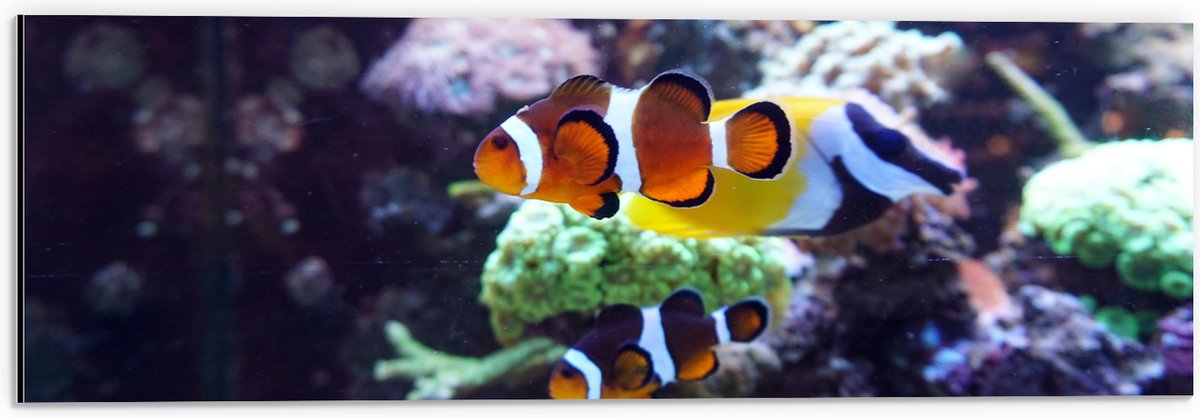 Dibond - Twee Anemoon Vissen Zwemmend door Aquarium - 60x20 cm Foto op Aluminium (Wanddecoratie van metaal)