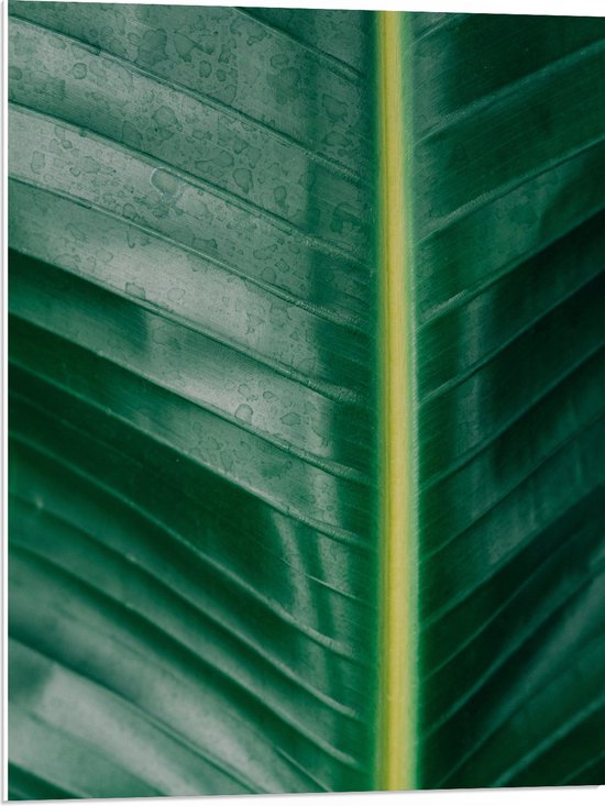PVC Schuimplaat- Planten - Bladeren - Natuur - Groen - 60x80 cm Foto op PVC Schuimplaat