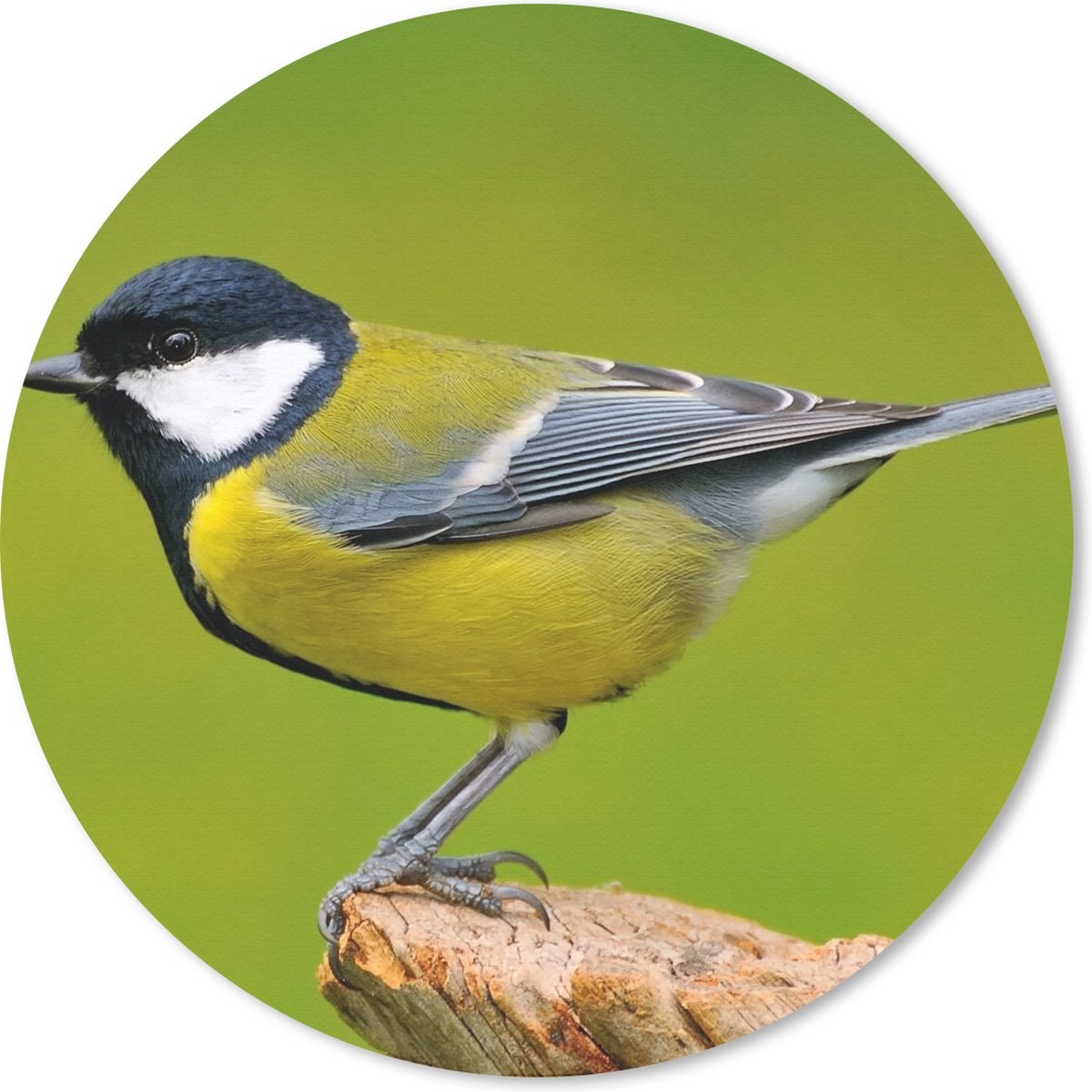Muismat rond 30x30 cm - Mousepad Vogel - Koolmees - Dieren - Groen - Ronde muismatten