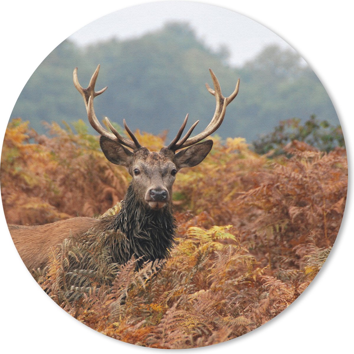 Muismat rond 40x40 cm - Mousepad Hert - Boom - Herfst - Ronde muismatten