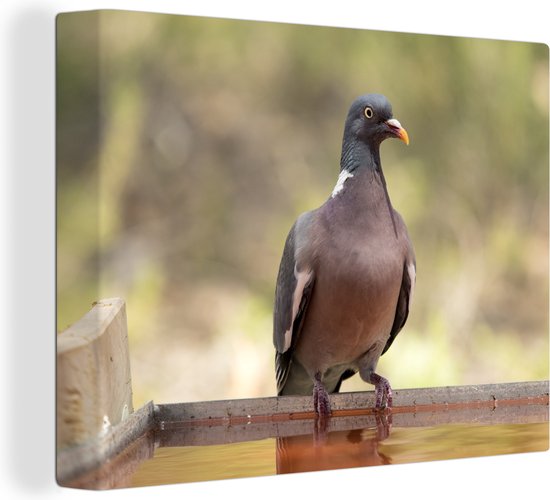 Pigeon ramier teinté rouge au bord de l'eau en Espagne Toile 160x120 cm - Tirage photo sur Toile (Décoration murale salon / chambre) XXL / Groot format!