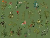 Set van 50 stickers - Forest Adventure - Green Plant - Stickers Botanical - Botanica Stickerset - Groen Planten