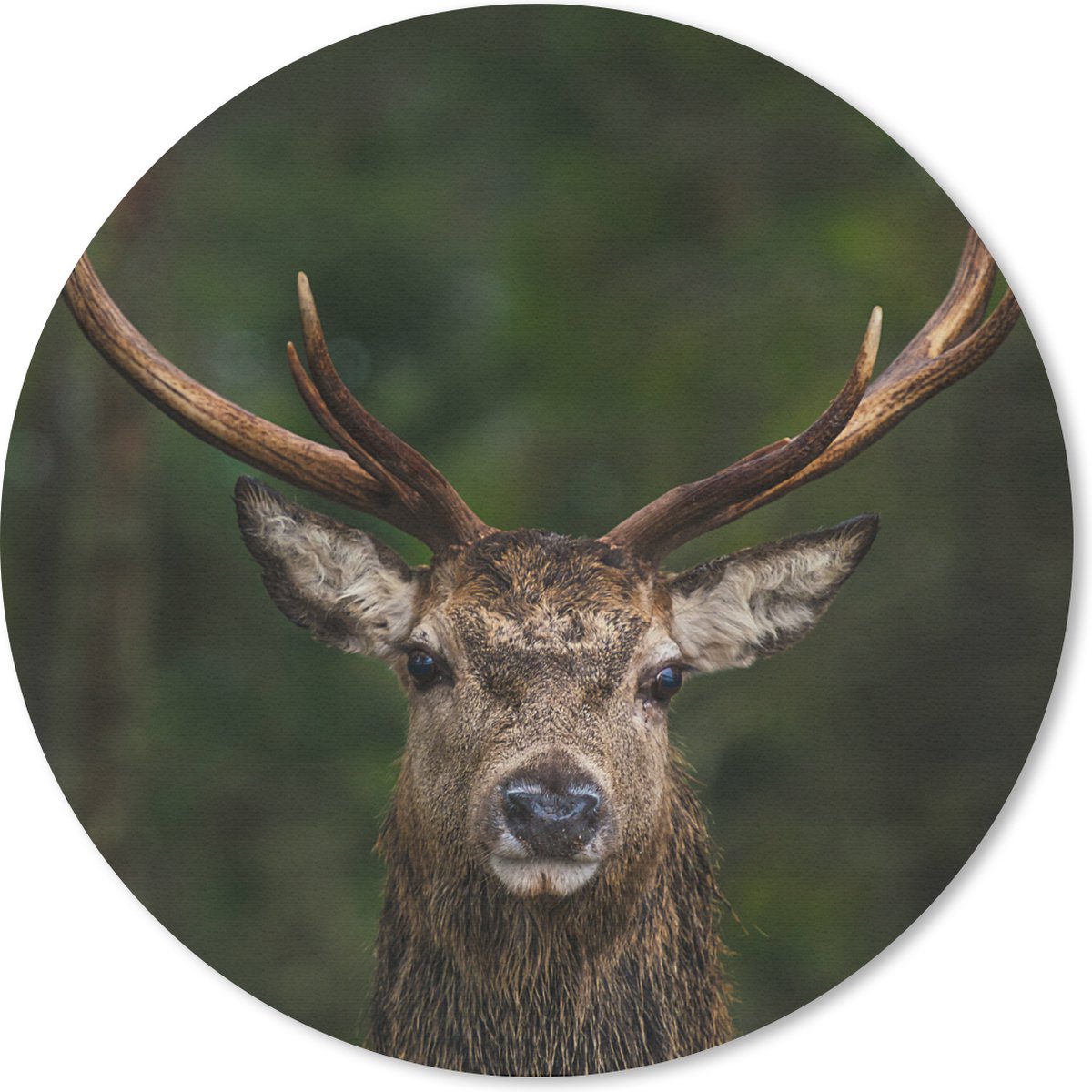 Muismat rond 40x40 cm - Mousepad Hert - Gewei - Natuur - Ronde muismatten