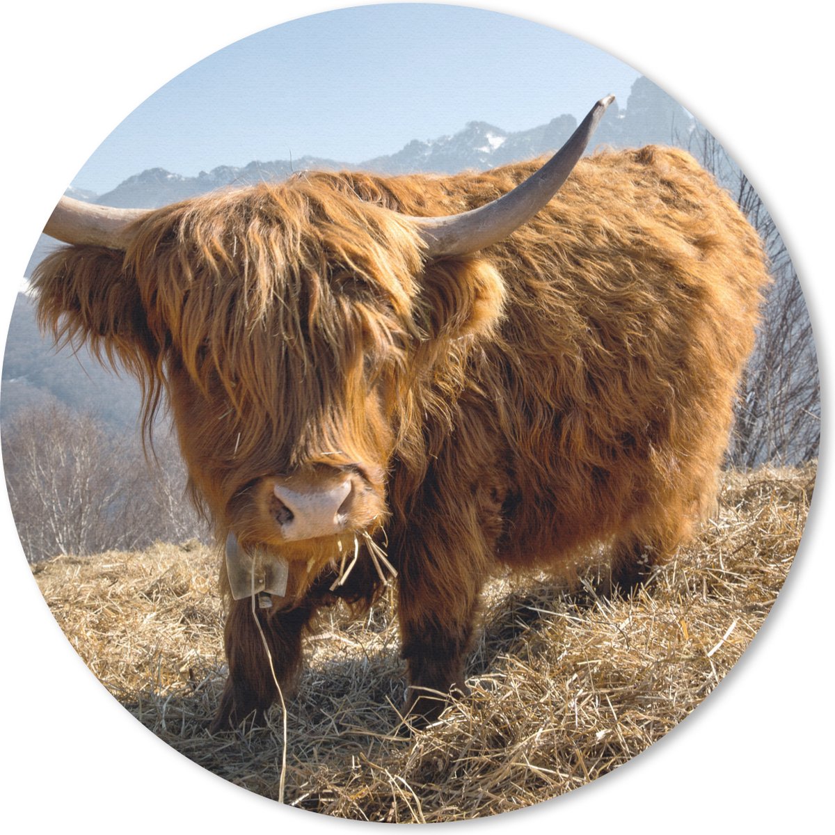 Muismat rond 40x40 cm - Mousepad Schotse Hooglander - Berg - Sneeuw - Ronde muismatten