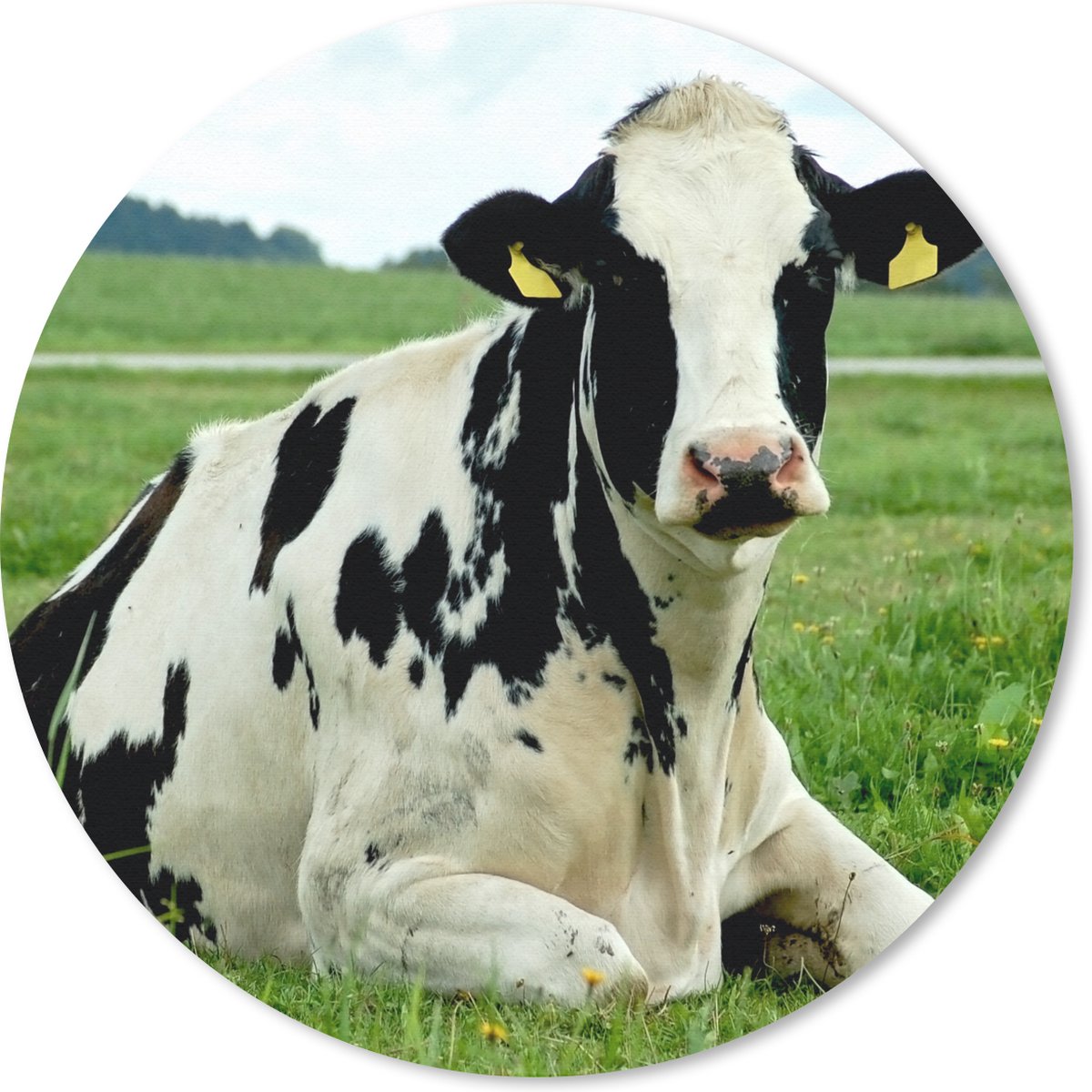 Muismat rond 40x40 cm - Mousepad Koe - Friesland - Dier - Ronde muismatten
