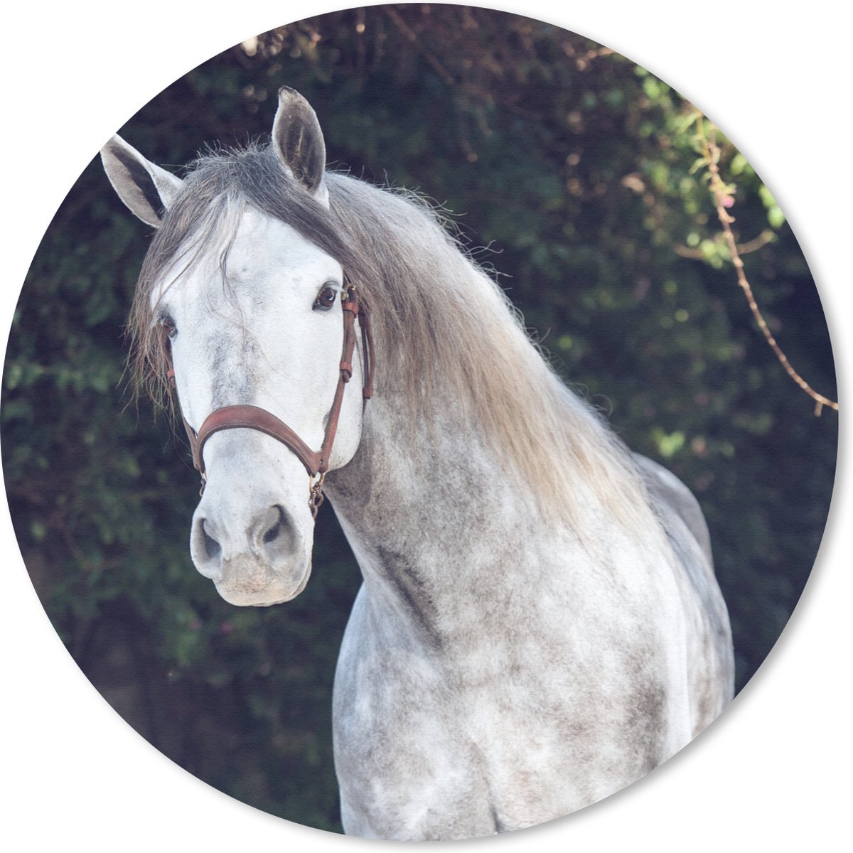 Muismat rond 50x50 cm - Mousepad Paard - Halster - Natuur - Ronde muismatten