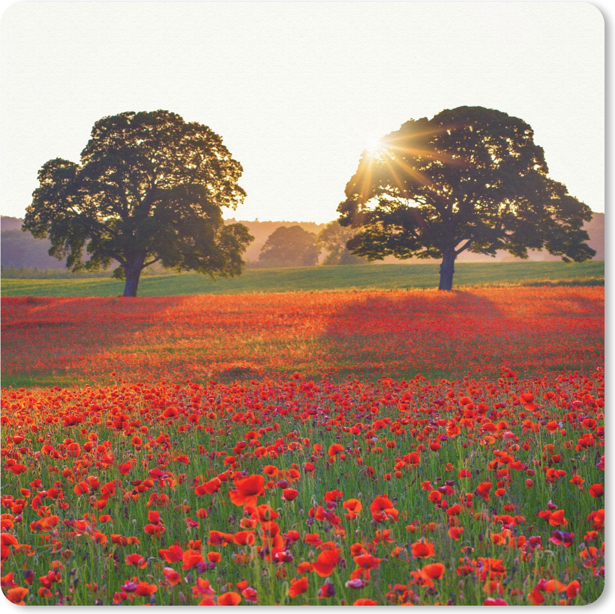 Muismat 20x20 cm - Mousepad Een Klaprozen veld met twee grote bomen - Muismatten