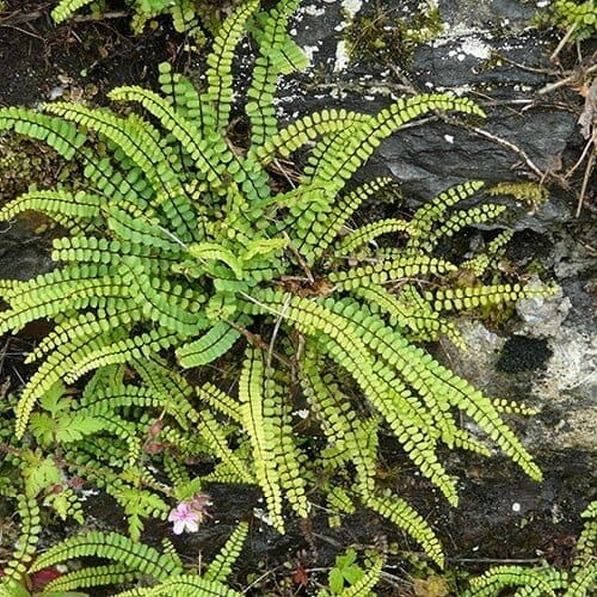Asplenium Trichomanes - Set van 6 - Steenbreekvaren - Pot P9