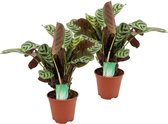 Plant in a Box - Set van 2 Ctenanthe 'gebedsplant' - Ctenanthe burle-marxii - Groen/paarse bladeren - Pot 14cm - Hoogte 30-40cm