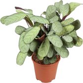 Plant in a Box - Ctenanthe Amagris - Grijs/groen blad - Groene kamerplant - Pot 14cm - Hoogte 25-35cm