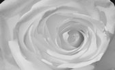 Fotobehang - Vlies Behang - Witte Roos Close Up - 312 x 219 cm