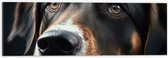 Dibond - Close-up van Kop van Bruin met Zwarte Hond - 60x20 cm Foto op Aluminium (Met Ophangsysteem)