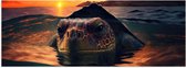 Poster Glanzend – Close-up van Boze Zeeschildpad Dobberend bij het Wateroppervlak - 150x50 cm Foto op Posterpapier met Glanzende Afwerking