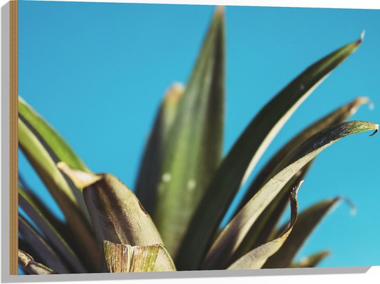 Hout - Bladeren van Ananas met Blauwe Achtergrond - 80x60 cm - 9 mm dik - Foto op Hout (Met Ophangsysteem)