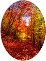 PVC Schuimplaat Ovaal - Bospad Bedolven onder Rode Herfstbladeren in Herfstbos - 60x80 cm Foto op Ovaal (Met Ophangsysteem)