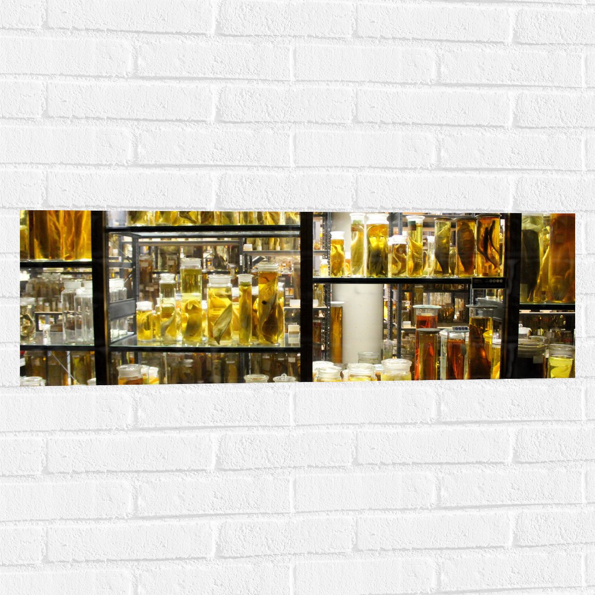 Muursticker - Kast met Dieren op Sterk Water - 90x30 cm Foto op Muursticker