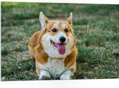 PVC Schuimplaat- Blije Corgi Hond met Uitstekende Tong in het Grasveld - 105x70 cm Foto op PVC Schuimplaat