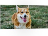 PVC Schuimplaat - Blije Corgi Hond met Uitstekende Tong in het Grasveld - 100x50 cm Foto op PVC Schuimplaat (Met Ophangsysteem)