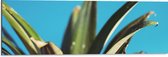 Dibond - Bladeren van Ananas met Blauwe Achtergrond - 90x30 cm Foto op Aluminium (Met Ophangsysteem)