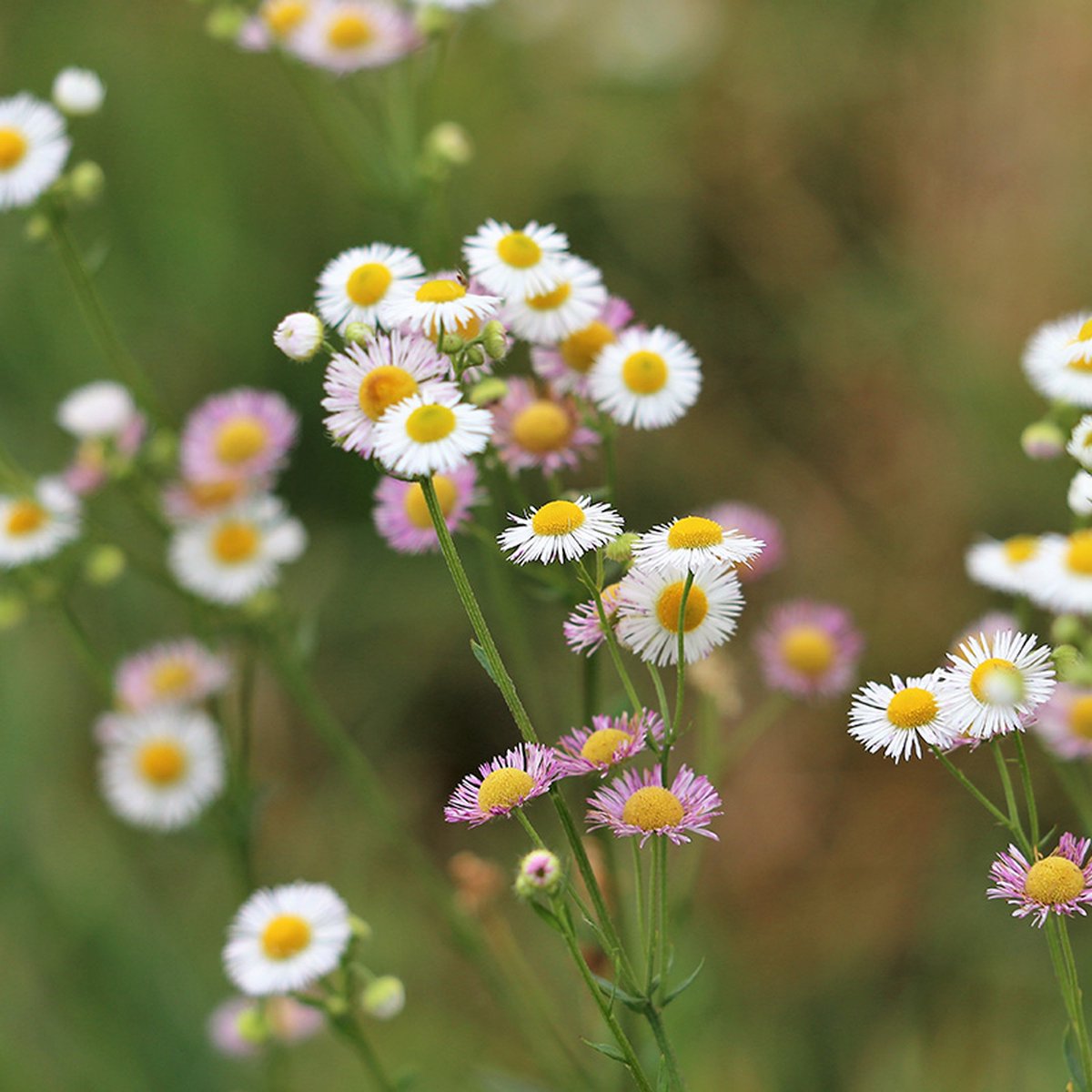Erigeron karvinskianus | 1 stuk | Bijen- en vlinderplant | Bijentuin | Bloeiende vaste plant | bloemenpracht in de zomer | Bodembedekker | vermijd onkruid | grondbedekker | 11x11 cm Kwekerspot | Roze