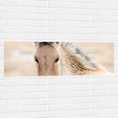 Muursticker - Omkijkend Fjorden Veulentje in het Veld - 120x40 cm Foto op Muursticker
