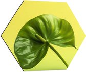 Dibond Hexagon - Donkergroene Anthurium Plant tegen Lichtgroene Achtergrond - 60x52.2 cm Foto op Hexagon (Met Ophangsysteem)