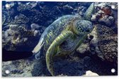 Tuinposter – Mensenhand op Zeeschildpad bij het Koraal - 60x40 cm Foto op Tuinposter (wanddecoratie voor buiten en binnen)