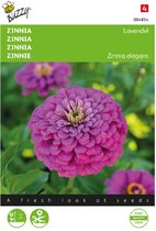 Zinnia Lavendel (Zinnia elegans)