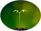 Dibond Ovaal - Kleine Eenzame Groene Groeiende Plant - 80x60 cm Foto op Ovaal (Met Ophangsysteem)