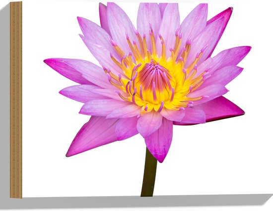 Hout - Tekening van Roze Lotus Bloem tegen Witte Achtergrond - 40x30 cm - 9 mm dik - Foto op Hout (Met Ophangsysteem)