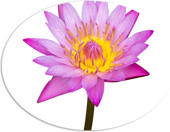 PVC Schuimplaat Ovaal - Tekening van Roze Lotus Bloem tegen Witte Achtergrond - 68x51 cm Foto op Ovaal (Met Ophangsysteem)