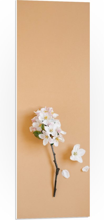 Gry & Sif Poppy Seed Head - maandzaad | ZIN Aan Tafel