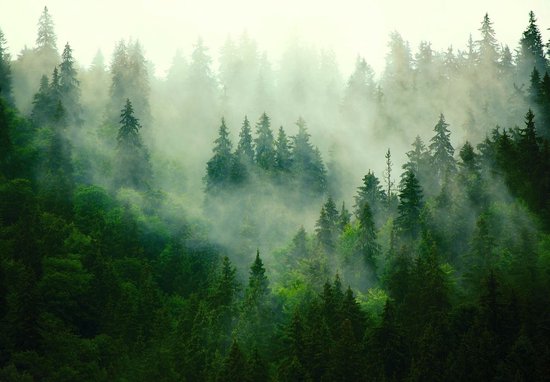 Papier peint photo - Papier peint intissé - Forêt brumeuse - Forêt de pins dans la brume - 312 x 219 cm