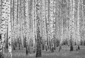 Fotobehang - Vlies Behang - Witte Berkenbomen in het Bos - 254 x 184 cm