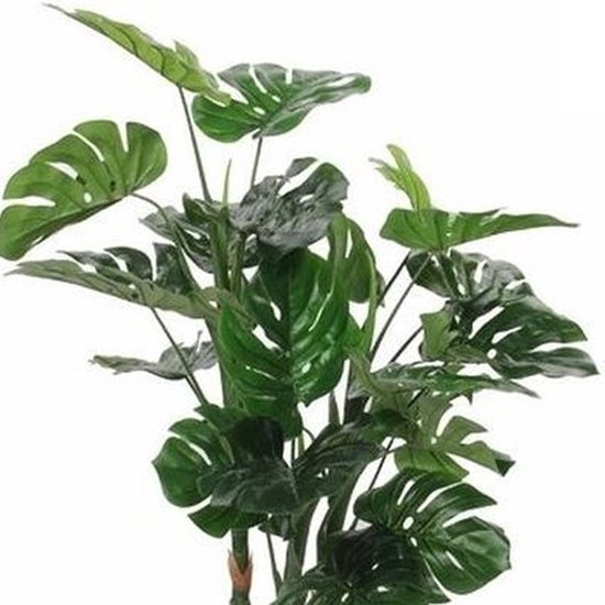 philodendron plowmanii Philodendron plowmanii plant – SparkJoyGarden main image 1