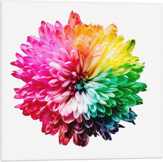 Vlag - Ontploffing om Kleurrijke Explosie op Witte Achtergrond - 50x50 cm Foto op Polyester Vlag
