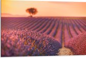 Dibond - Oranje Gloed van de Zon over Rijen Lavendelbloemen - 105x70 cm Foto op Aluminium (Wanddecoratie van metaal)