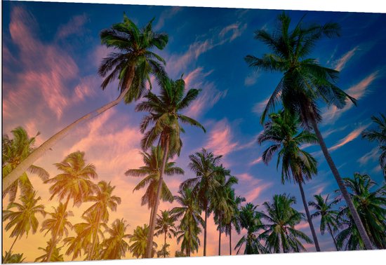 Dibond - Onderaanzicht van Groep Kokosnoot Palmbomen onder Roze Lucht - 150x100 cm Foto op Aluminium (Met Ophangsysteem)