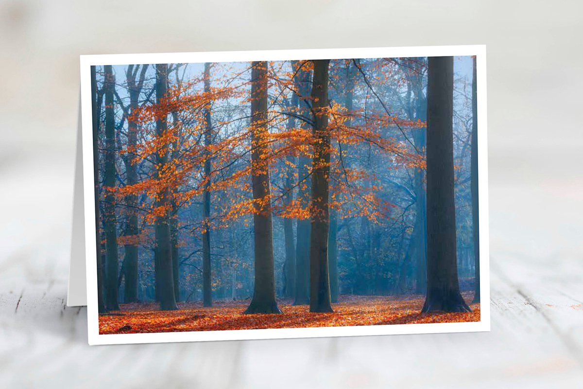 Wenskaart Utrechtse Heuvelrug - set van 3 stuks - Herfstochtend in het beukenbos - natuur - gevouwen kaart - 17,5 x 12,5 cm - incl. envelop