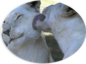 PVC Schuimplaat Ovaal - Liefdevol Duo Witte Leeuwen - 28x21 cm Foto op Ovaal (Met Ophangsysteem)