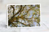 Wenskaart Kunst van de natuur - set van 3 stuks - Reflectie van boom in het water - natuur - gevouwen kaart - 17,5 x 12,5 cm - incl. envelop