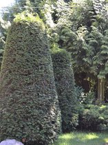 Venijnboom Taxus baccata 120-140 cm in Pot, 8x Haagplant