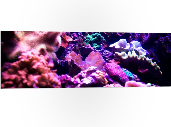 PVC Schuimplaat- Koraal - Onderwaterleven - Dier - Zee - Oceaan - Kleuren - 120x40 cm Foto op PVC Schuimplaat