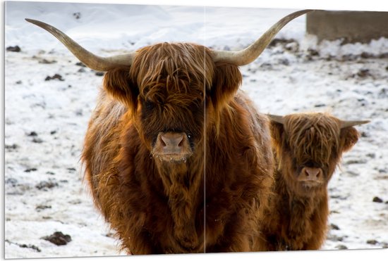 Acrylglas - Schotse Hooglander met Kalf in Besneeuwd Landschap - 120x80 cm Foto op Acrylglas (Wanddecoratie op Acrylaat)