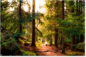 Muurdecoratie Bos - Pad - Bomen - Groen - Zon - Natuur - 180x120 cm - Tuinposter - Tuindoek - Buitenposter